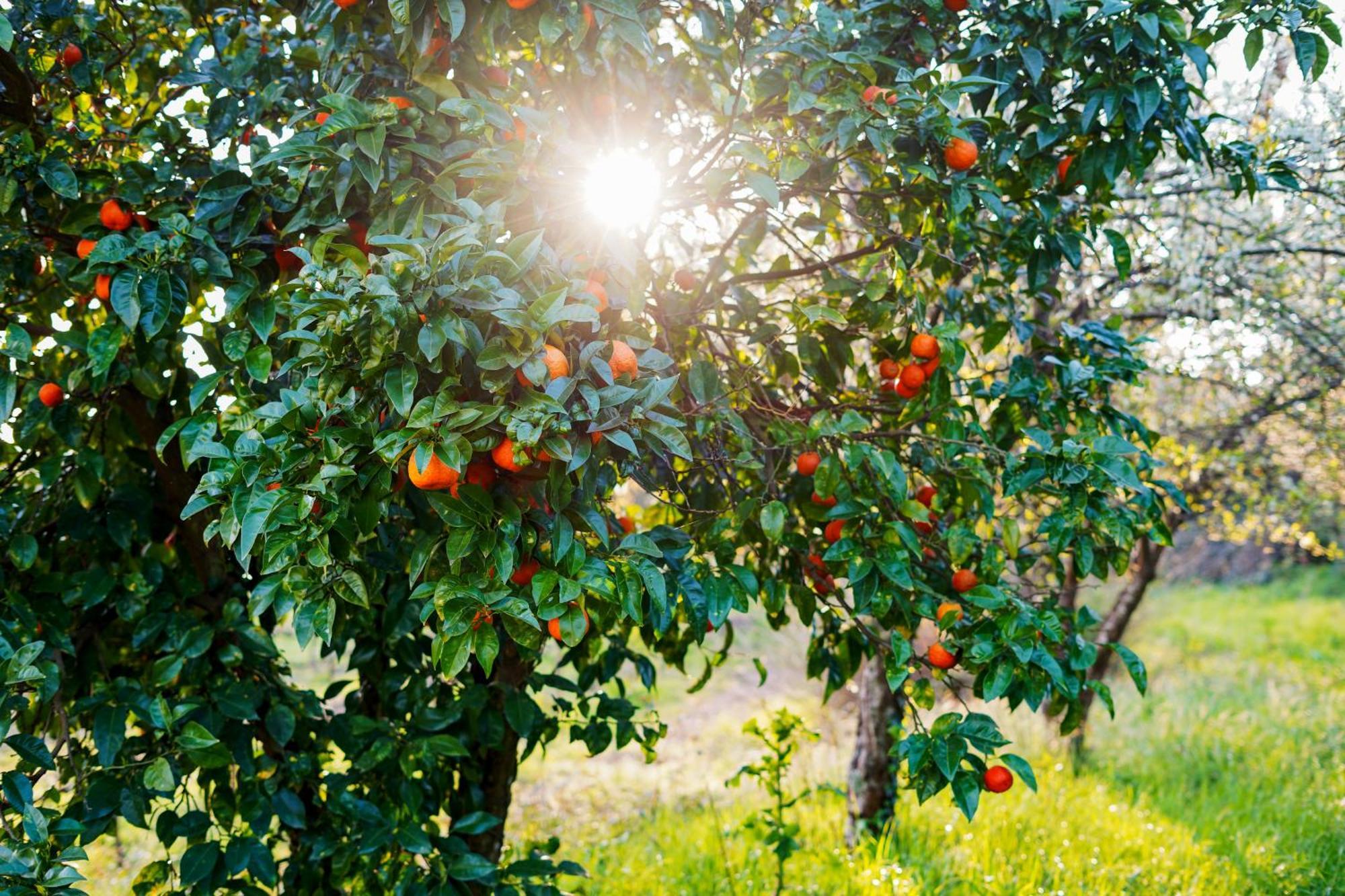 Solar Das Boucas อามาเรส ภายนอก รูปภาพ
